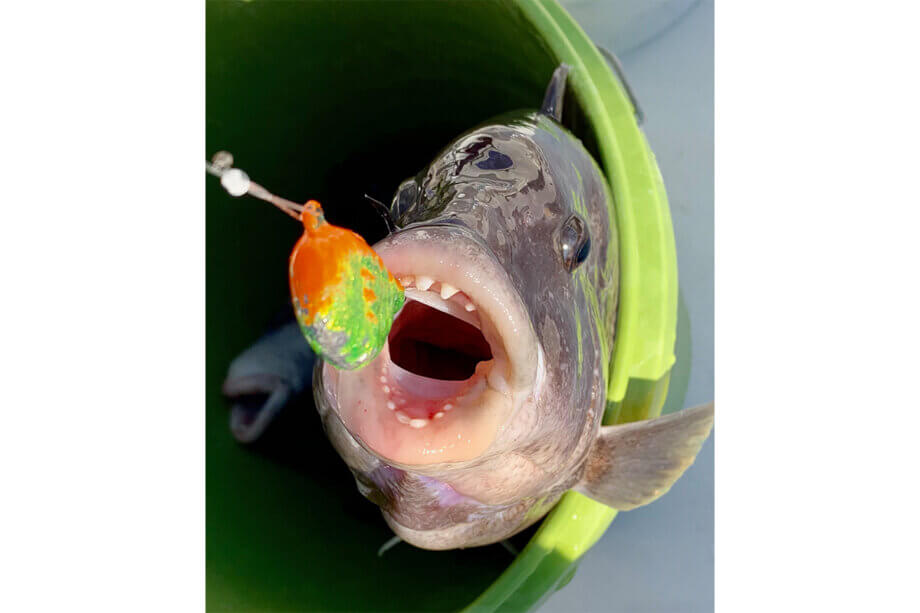 Reel in a Healthy Smile as Tautog Season Winds Down